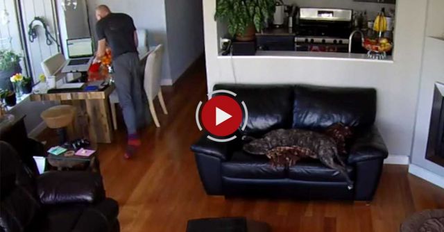 Sleepy Dog Unfazed After Falling Off Couch