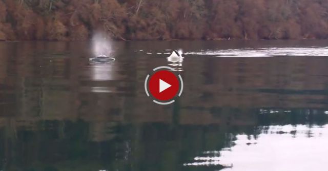 Close Encounter With Orca Whales.