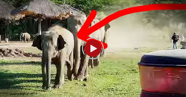 When An Elephant Herd Met With The Tractor Driver