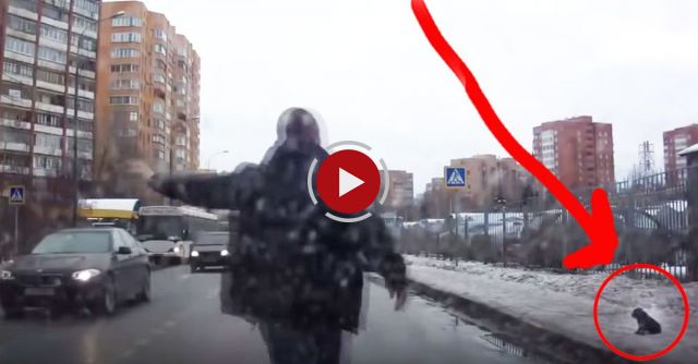 Good Samaritan Helps A Young Puppy Cross The Road