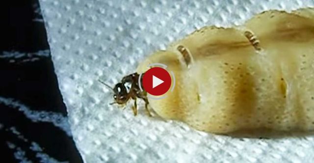 Arghhhh! Queen Termite Is Here.