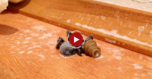 Worm Comes Out Of Spider After Being Sprayed With Pesticides
