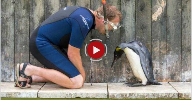 Snorkelling Animal Handler Teaches Cute Penguin To Swim
