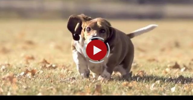 Basset Hound Running In Slow Motion