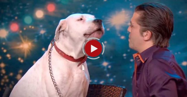 Dog Sings Whitney Houston 