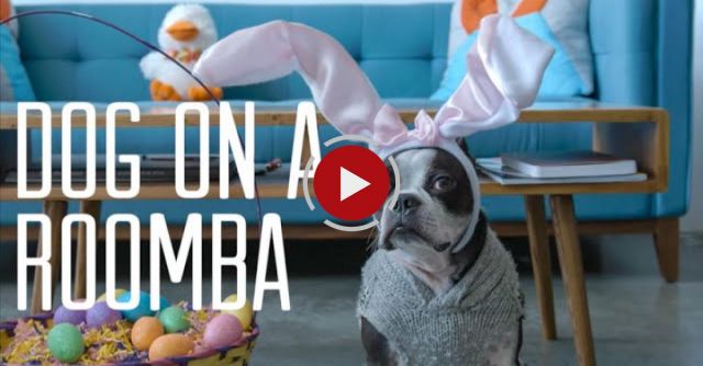 Dog On A Roomba - Easter Edition!!!