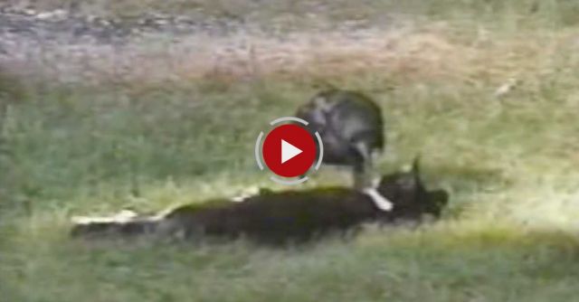 Crow And Kitten Are Friends