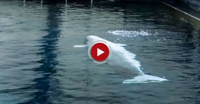 Georgia Aquarium's Baby Beluga Birth