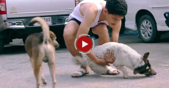 The Joy Of Giving: When I Bathe Stray Dogs