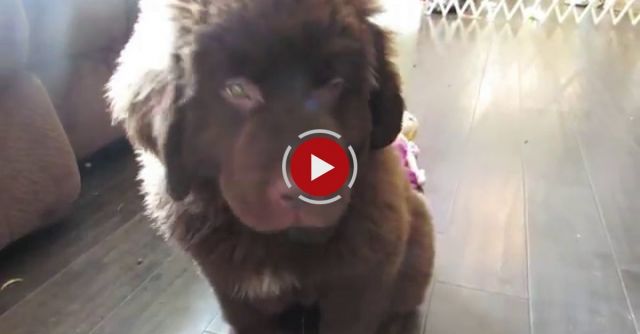 Good Boy Samson...Wait!  Oh No!