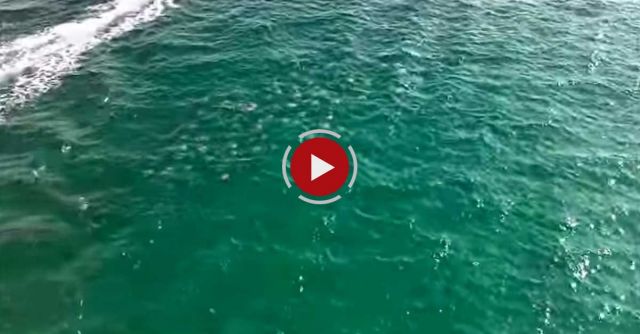 Stingray Migration 2012 Destin Florida