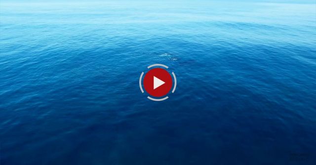 4k Drone Whale Footage Hawaii