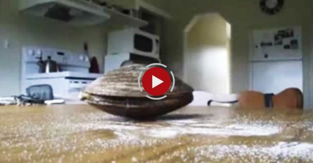 Live Clam Licks Salt On A Table