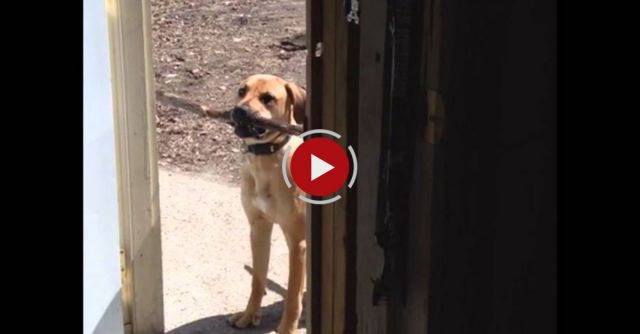 Dog's Stick Is Too Big To Fit Through The Door