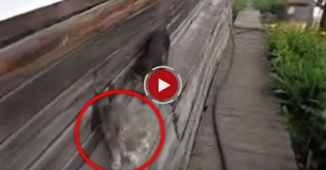 The World's Laziest Cat 