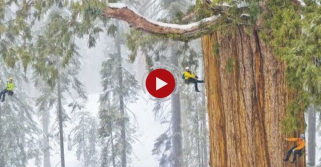 Magnificent Giant Tree: Sequoia In A Snowstorm