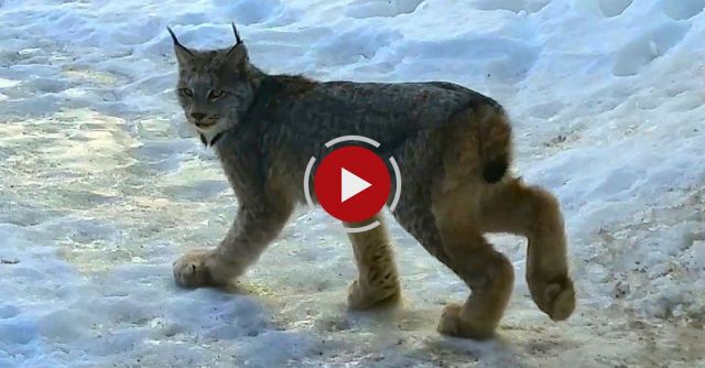 Woman Has Rare Encounter With A Lynx 