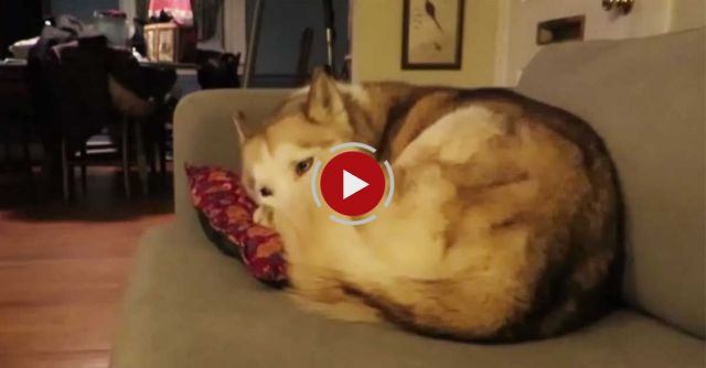 Cat Gets Comfortable On A Husky Bed