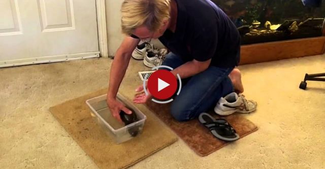 Electric Catfish Shocks Owner Repeatedly