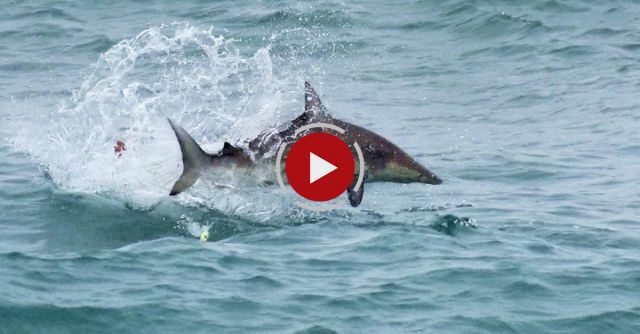 Epic! Blacktip Sharks Attacking Topwater Lures