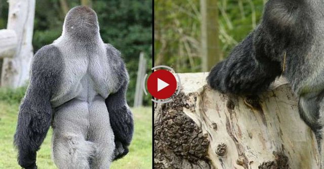 Gorilla Learns To Swagger Like A Man