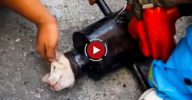 Moment A Puppy Is Rescued After Getting Stuck In A Steel Pipe