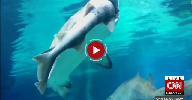 Shark Eats Shark In South Korean Aquarium