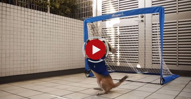 Beagle Is The Perfect Goalkeeper