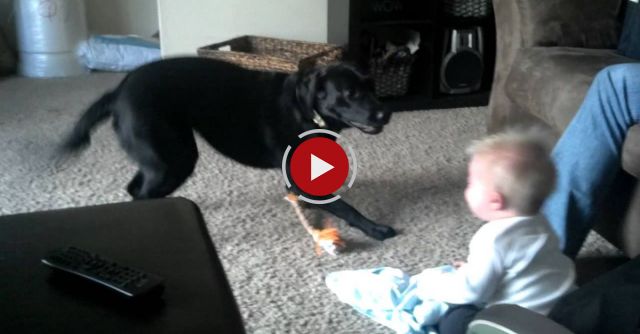 Baby Laughing Hysterically At Dog