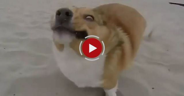 Dogs Who Fail At Being Dogs