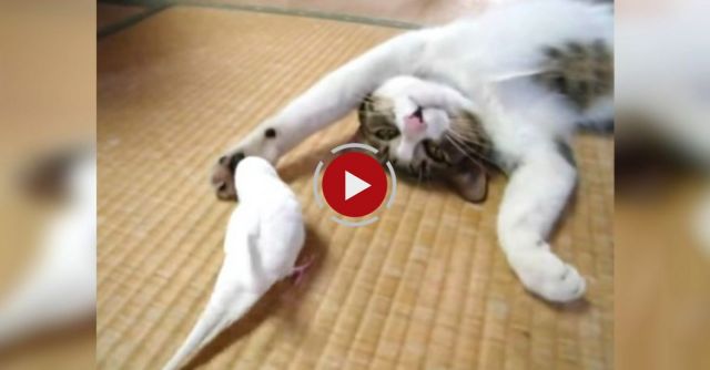 Bird Wakes Cat Up 