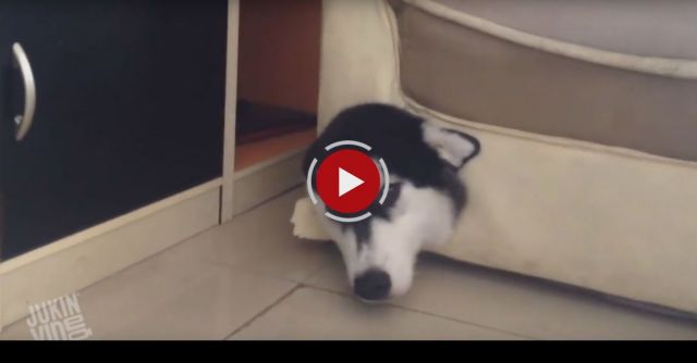 Dog Makes Horrible Decision 