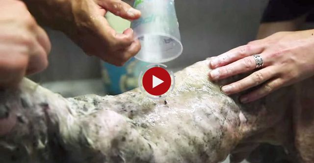 IFAW Mexico: Coconut The Dog Has Found His Forever Home