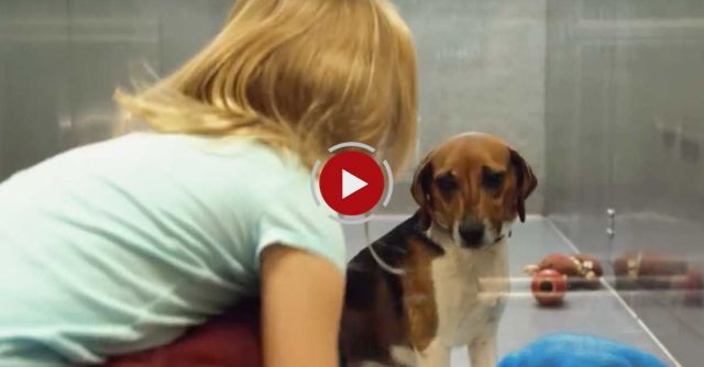 If This Video About A Shelter Dog Doesn't Move You, Check Your Pulse!