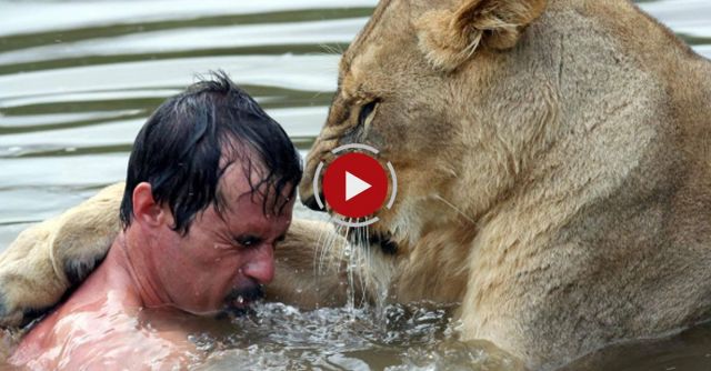 GoPro: Lions - The New Endangered Species?