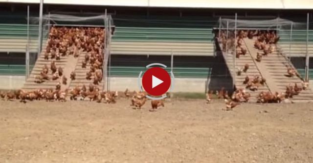 Otaika Valley Free Range Eggs NZ