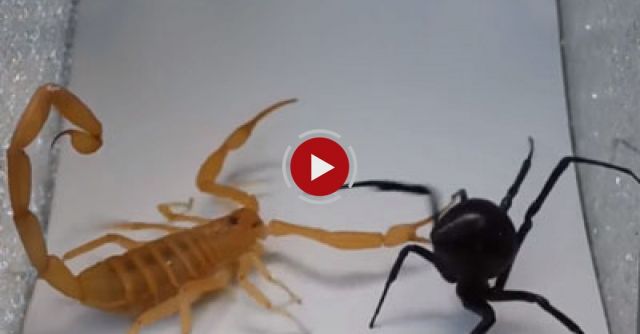  Black Widow Vs Scorpion