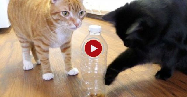 5 Life Hacks Fur Cat Owners