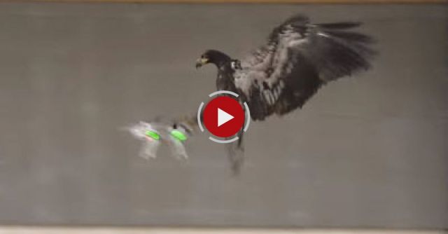  Dutch Police Use Birds To Catch Drones