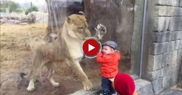 El Paso Zoo Lion Loves Children
