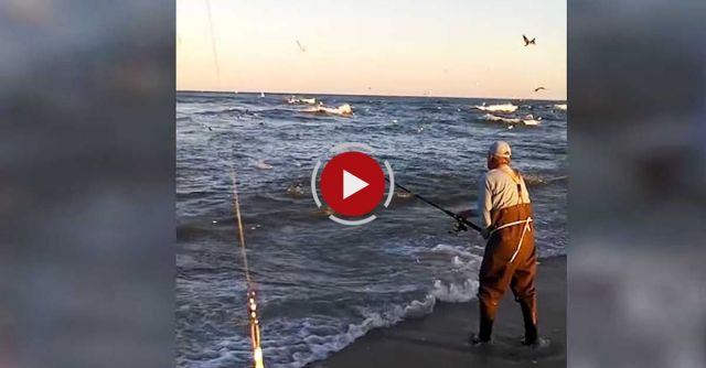 Shark Infested Waters