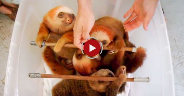 Bath Time For Baby Sloths 