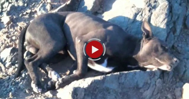 Woman Carries Injured Dog Down Mountain To Save His Life