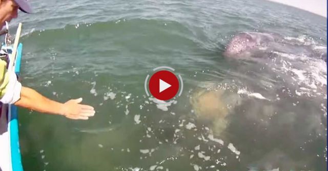 Incredible Whale Encounter - Mother Gray Whale Lifts Her Calf Out Of The Water! [HD]