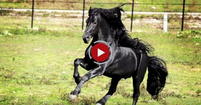 World-Famous Friesian Stallion Frederik The Great Showcases Stunning Beauty