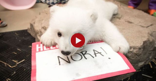 Polar Bear Cub Gets Her Name – Meet Nora!