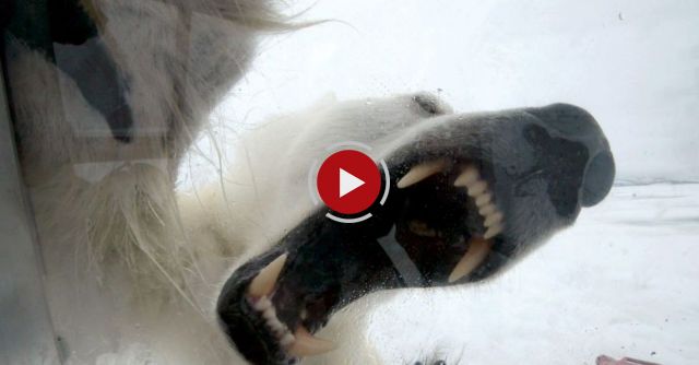 Incredible Footage Of BBC Cameraman And Hungry Polar Bear