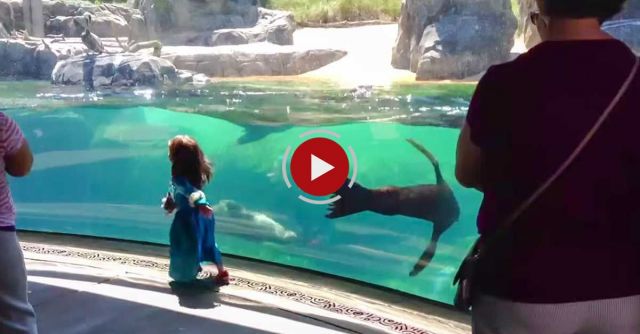 Little Girl And Sea Lion Play Tag. Sea Lion Worried About Little Girl. ORIGINAL VIDEO