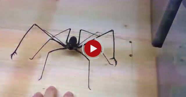 Euphrynichus Amanica - Whipspider BITE ME !