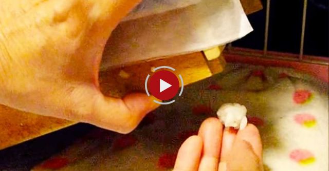 Slow Loris Eating A Rice Ball